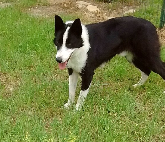 Border Collie puppy for sale + 56599