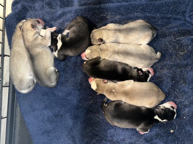 Newborn Siberian husky puppies for sale READY IN TIME CHRISTMAS!!