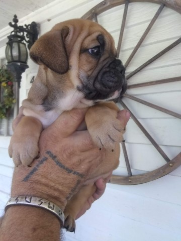 English Bulldog puppy for sale + 61644