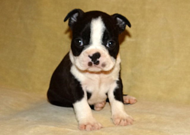 Boston Terrier Puppies, AKC Registered, champion bloodlines!!