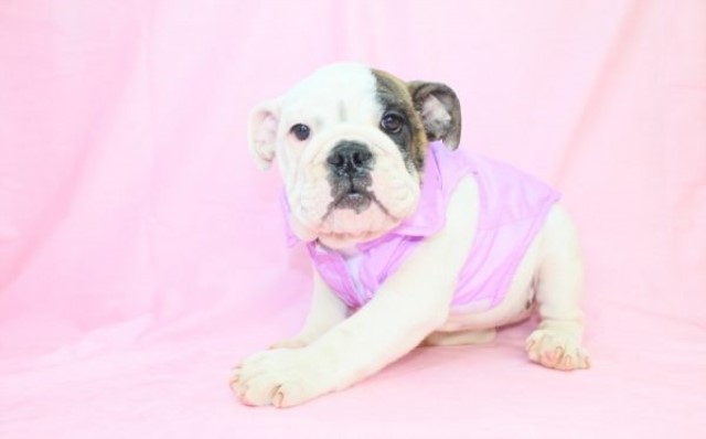 English Bulldog puppy for sale + 60885