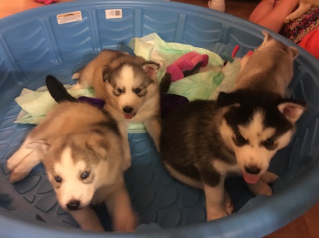 Beautiful AKC Siberian Husky puppies able to go to their new forever homes June,24, 2017.
