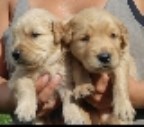 Goldendoodle puppy for sale + 50951