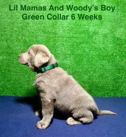 Labrador Retriever puppy for sale + 66415