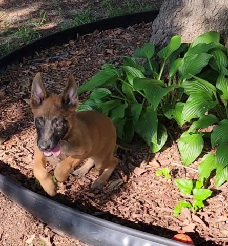 Belgian Malinois; 5 girls, 1 boy