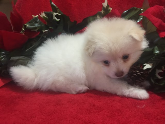 Pomeranian puppy dog for sale in Grove, Oklahoma