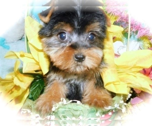 Yorkshire Terrier puppy for sale + 64023