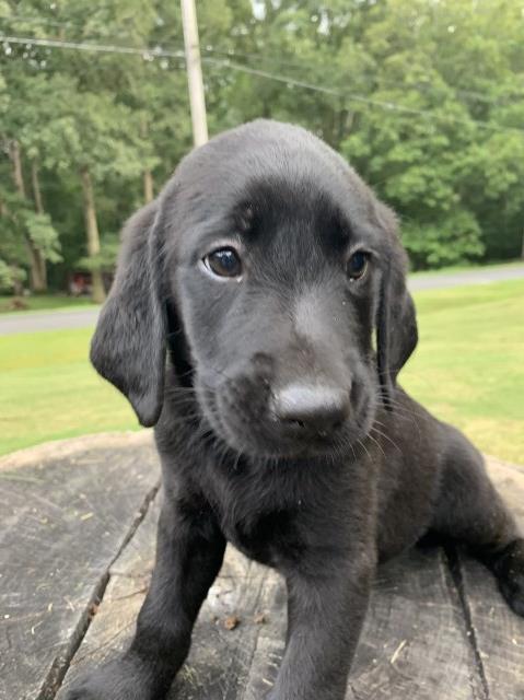 AKC Black Lab Puppies