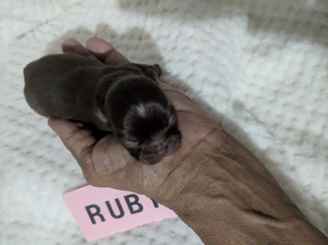 Chihuahua puppy for sale + 67111