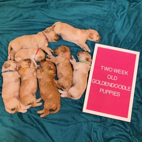 Standard Goldendoodle Puppies