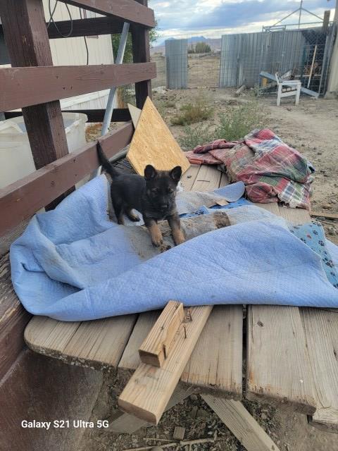 German Shepherd Dog puppy for sale + 66852