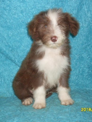 Bearded Collie puppy for sale + 54303
