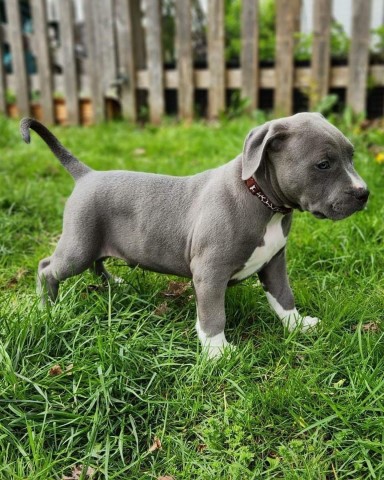 XL American Bully Puppies