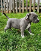 XL American Bully Puppies American Bulldog for sale/adoption
