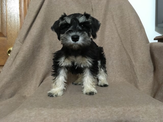 Miniature Schnauzer puppy for sale + 53239