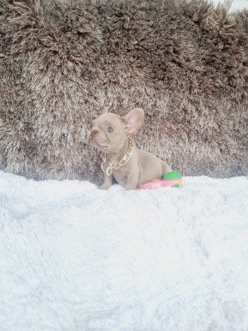French Bulldog puppy for sale + 64718