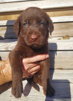 Chesador Puppies Chesapeake Bay Retriever for sale/adoption