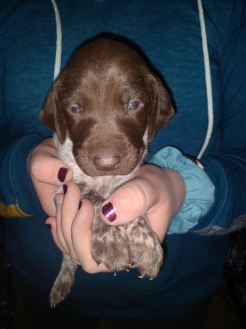 German Shorthaired Pointer Puppy Dog For Sale In Home Pennsylvania