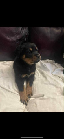 Rottweiler Male and Female pups
