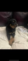 Rottweiler Male and Female pups Rottweiler for sale/adoption