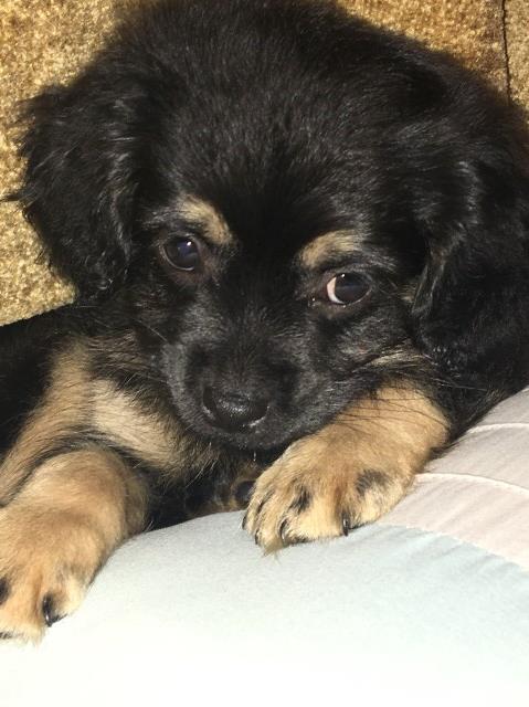 Morkie puppy for sale + 60725