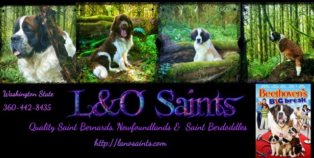 Newfoundland Dog puppy for sale + 49911