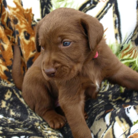 Labrador Retriever Puppy Dog For Sale In Elizabethtown Kentucky