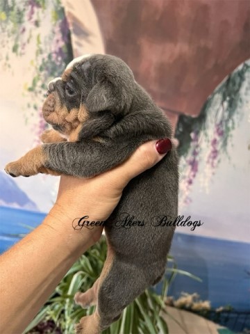 English Bulldog puppy for sale + 64025