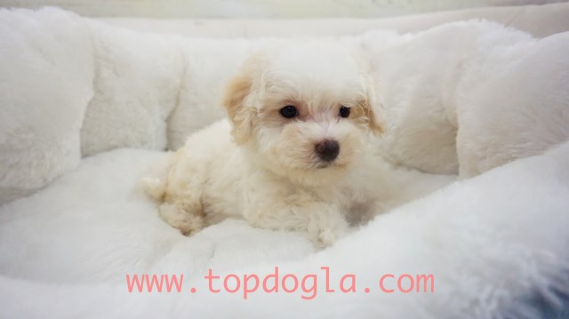 Maltipoo Puppy- Female- Jenny ($1.250)