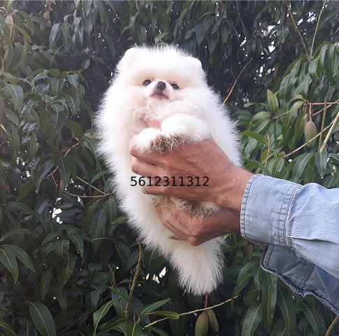 Exclusive Teacup Snow White Teddy Bear Pomeranian Puppy Male