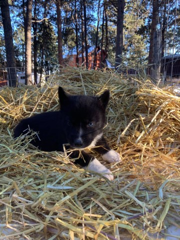 Midnight, AKC Mostly Black with Bi eyes!