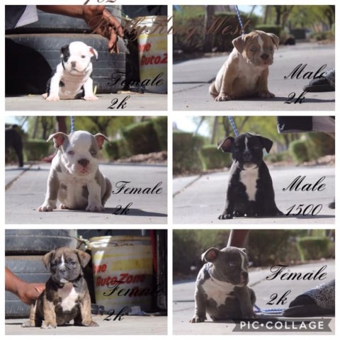 American Bully’s