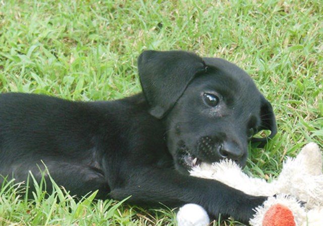 Black Male and females Retriever Pups (AKC registered)