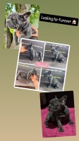 Big Rope Frenchies French Bulldog for sale/adoption