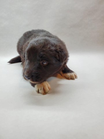 Border Collie Puppies