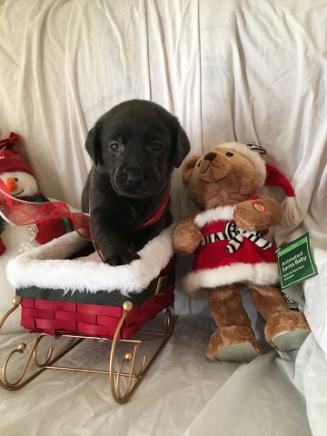 Labrador Retriever puppy for sale + 54601