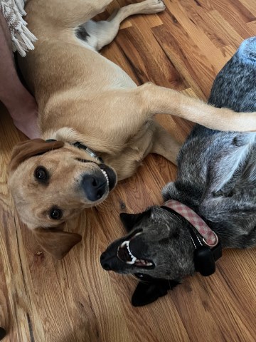 Labrador Retriever puppy for sale + 67012