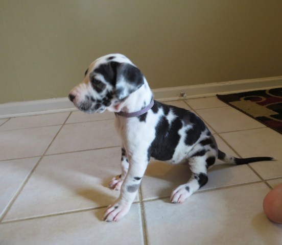 Great Dane puppy for sale + 49921