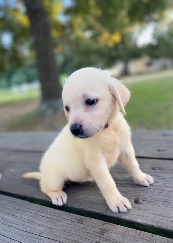 Yellow Female English Male Labrador Retriever