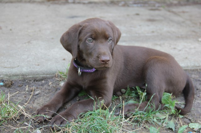 Labrador Retriever puppy for sale + 58288