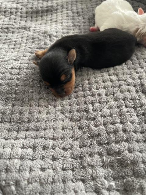 Yorkshire Terrier puppy for sale + 64450