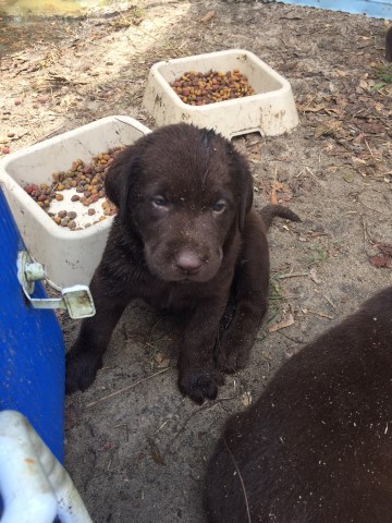 AKC Choclate Lab Puppies