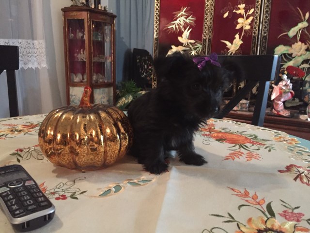 CKC TINY ADORABLE 9 WEEK OLD YORKIPOO FEMALE (LAST ONE)