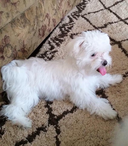 Maltese puppy for sale + 60172