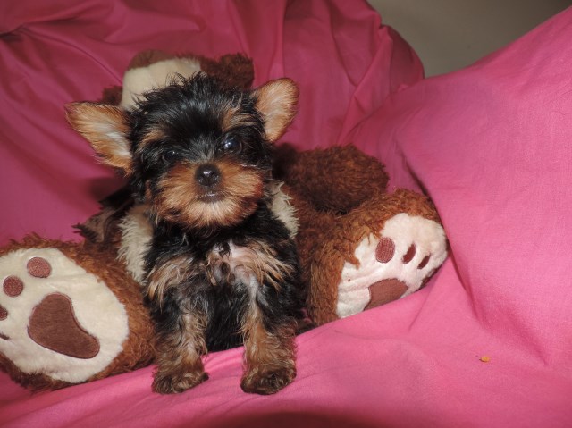 Yorkshire Terrier puppy for sale + 52469