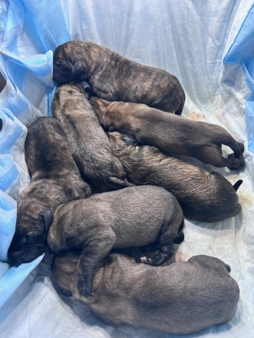 Mastiff puppy for sale + 65138