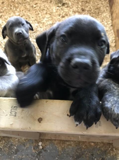 9 week old cane corsos~ready to go home