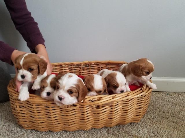 Cavalier King Charles Spaniel puppy for sale + 54510