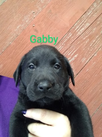 PRICE REDUCED! Livin' Our Lab Life - Gabby!!!