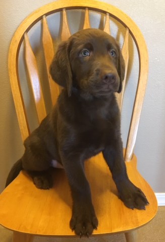 Labrador Retriever puppy for sale + 53724